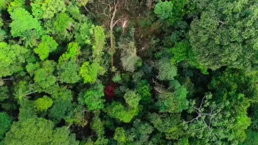 E2.Jungle