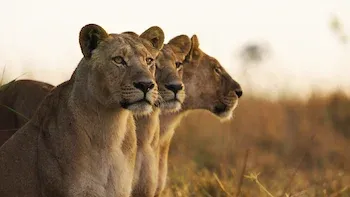 E2.Lion
