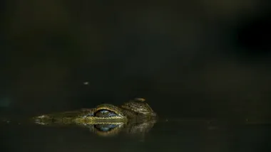 E4.Australia