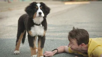 E3.Superpups, Superheroes