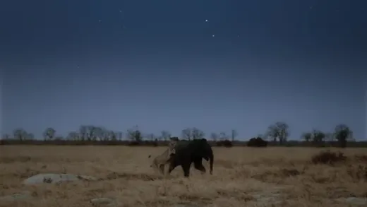 E1.Elephant Plains
