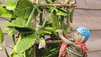 Cranberry Cookies / Snap Pea Stir-Fry