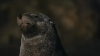 E5.Seal Coast