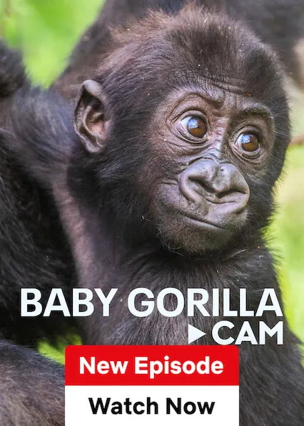 TV series poster: Baby Gorilla Cam