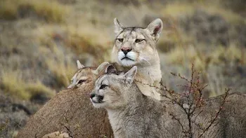 E3.Puma