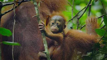 E1.Apes