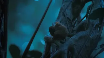 E2.Tarsier Forest