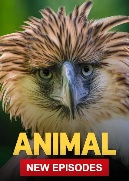 Animal