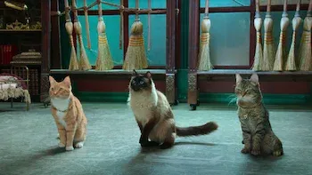 E4.Adventures in Kittysitting